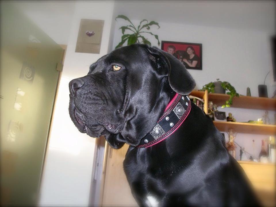 Bestia Eros Wide Leather Dog Collar – Black & Red, 2.5 in – alternate view 3