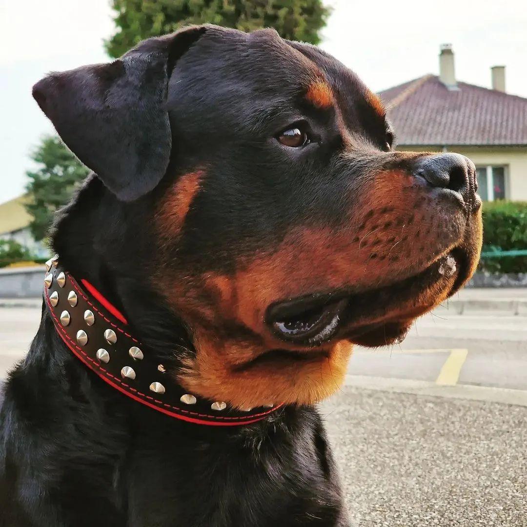 Bestia Boston Studded Leather Dog Collar – alternate view 5