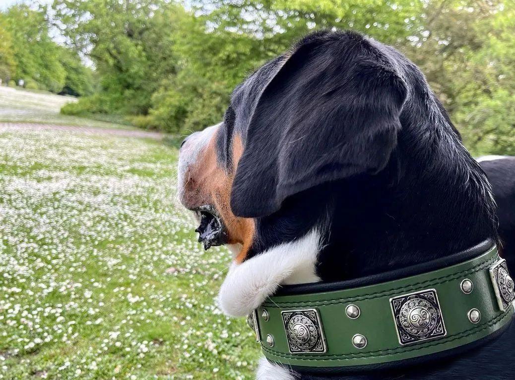 Bestia Eros Wide Leather Dog Collar – Green, 2.5 in – alternate view 3