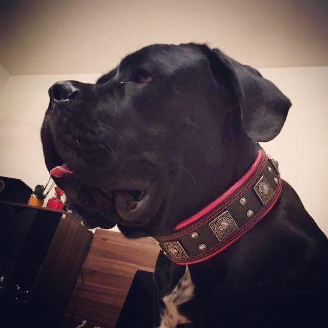 Bestia Eros Wide Leather Dog Collar – Black & Red, 2.5 in – alternate view 8